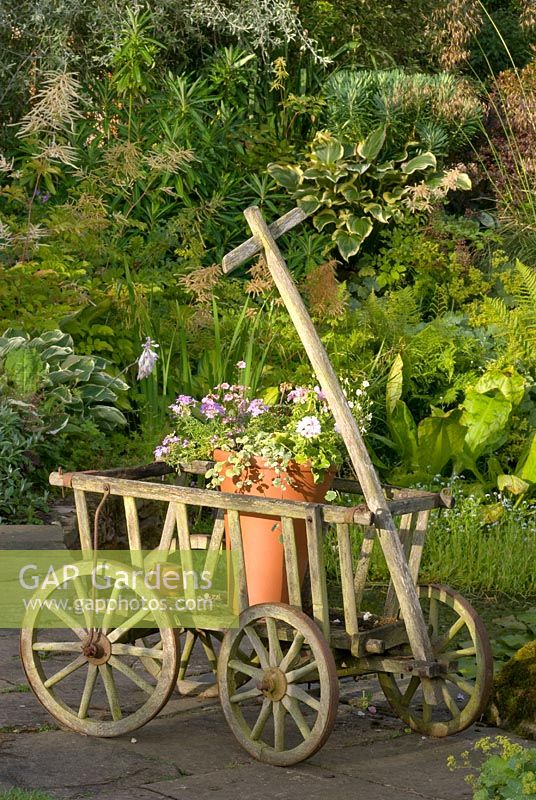 Vieux chariot en bois comme élément de jardin contenant un pot avec des plantes annuelles d'été. 'Hazelwood', Jacqueline Iddon Hardy Plants, jardin NGS, Lancashire