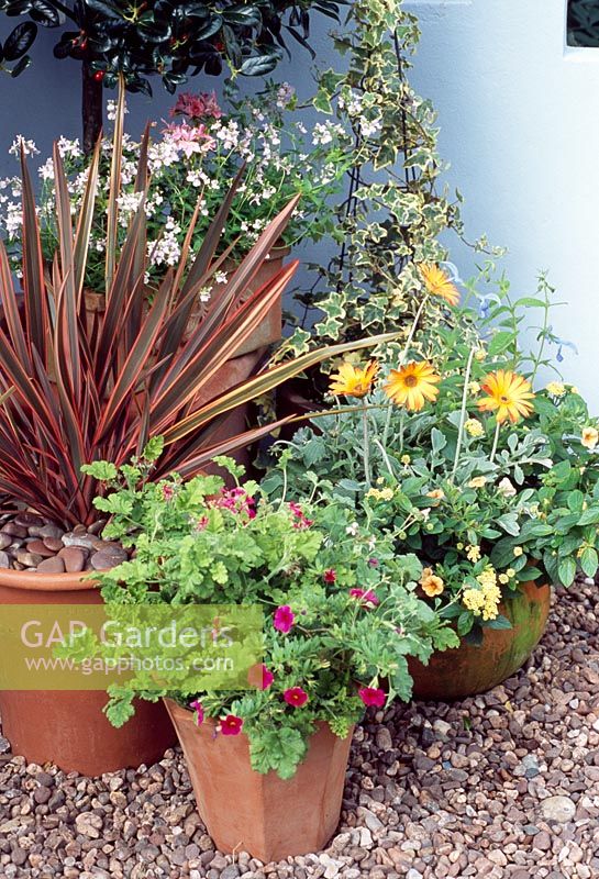 Pots tolérants à la sécheresse de Calibrachoa