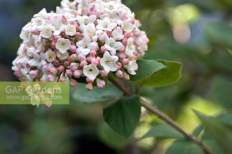 Viburnum carlesii - Viburnum Koreanspice ou Spicebush coréen