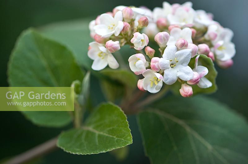 Viburnum carlesii - Viburnum Koreanspice ou Spicebush coréen