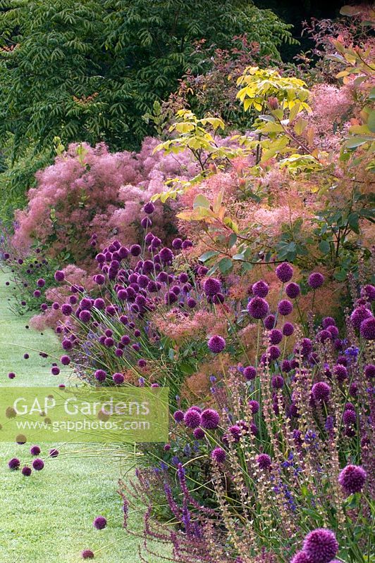 Parterre de style Prairie d'Allium sphaerocephalon, Cotinus coggygria - Smoke Bush, Salvia et Rhus. Le jardin clos, Scampston, Yorkshire, UK