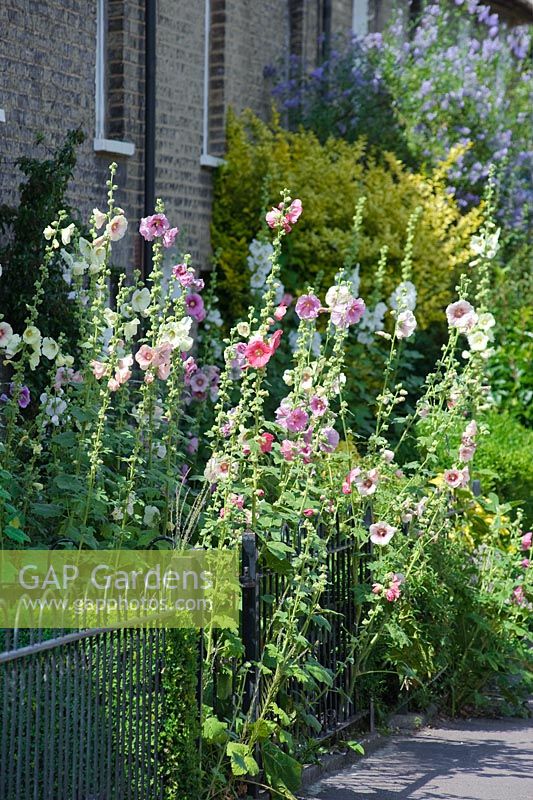 Alcea rosea - Roses trémières naturalisées dans le petit jardin de devant d'une maison mitoyenne