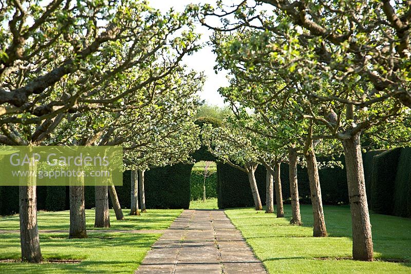 Avenue des arbres et chemin de pierre à Hatfield House Garden, mai 2008, Royaume-Uni