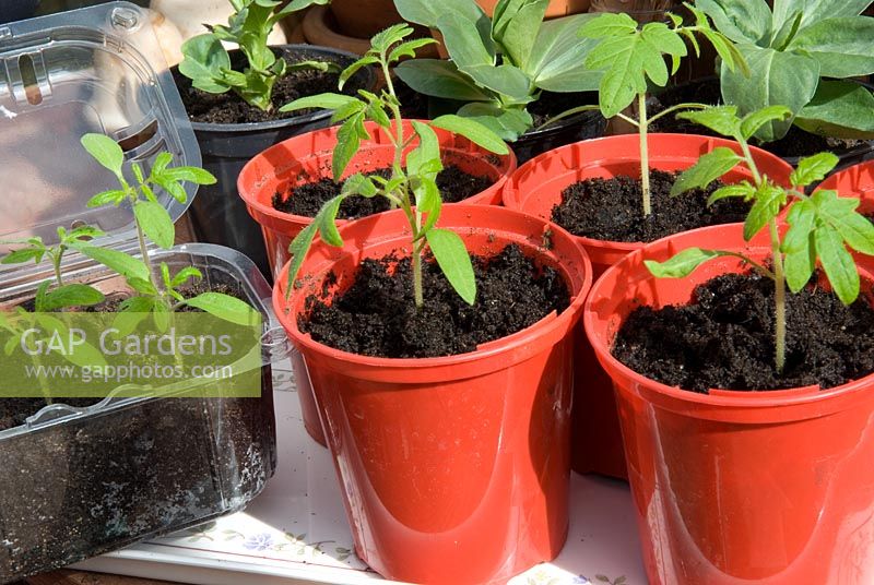 Jeunes plants de tomate 'Moneymaker'