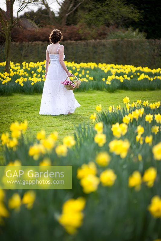 Jeune fille en robe blanche marchant dans le pré avec des jonquilles - Narcisse tenant un trug de fleurs coupées
