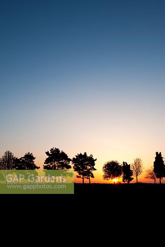 Ligne d'arbres se découpant dans la campagne anglaise au lever du soleil