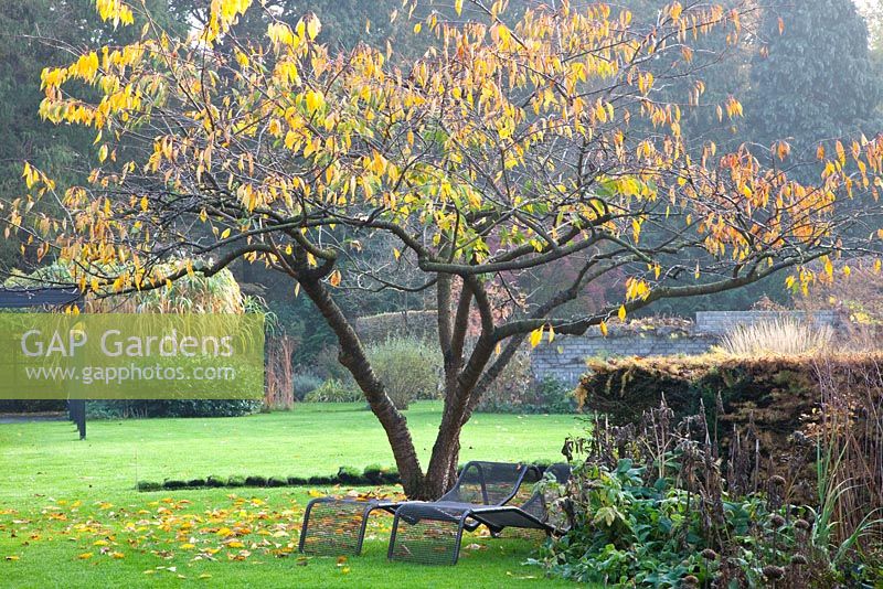 Chaises longues métalliques sous Prunus serrulata à la fin de l'automne jardin