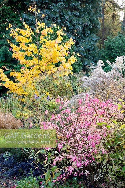 Parterre d'automne mixte avec Ophiopogon planiscapus 'Nigrescens' et Euonymus