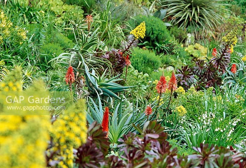 Aeonium atropurpeum et Aloe arborescens en parterre de fleurs mixtes - Tresco Abbey Garden