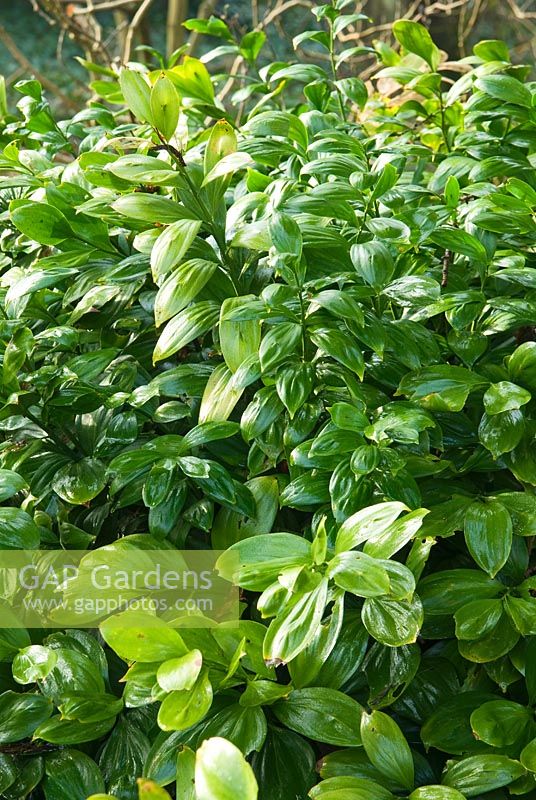 Ruscus colchicus 'Trabzon' - Les jardins Sir Harold Hillier, Conseil du comté de Hampshire, Romsey, Hants