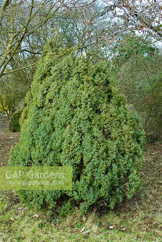 Juniperus pingii var. wilsonii 'Loderi' - Les jardins Sir Harold Hillier / Conseil du comté de Hampshire, Romsey, Hants