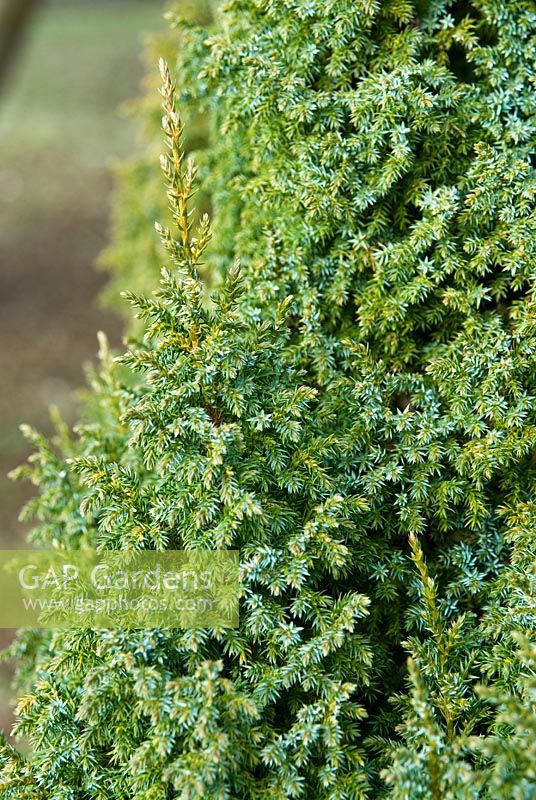 Juniperus pingii var. wilsonii 'Loderi '. Le Sir Harold Hillier Gardens / Hampshire County Council, Romsey, Hants, Royaume-Uni