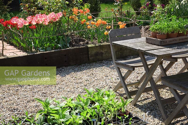 Tulipa 'Apricot Parrot', 'Orange Princess', 'Orange Emperor' et 'Rococo' dans le jardin de coupe, table et chaises en bois avec petits pots de plantes - Northend