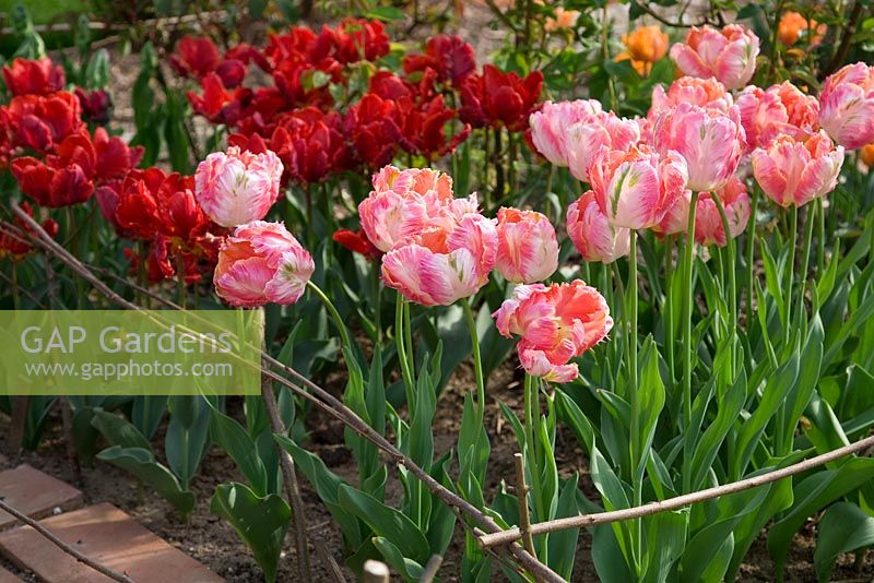 Tulipa 'Perroquet abricot' et 'Rococo' dans le jardin de coupe - Northend