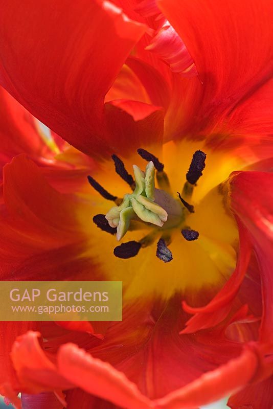 Tulipa 'Rococo' - Northend