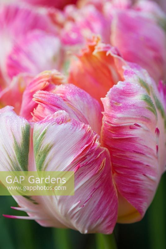Tulipa 'Perroquet abricot' - Northend