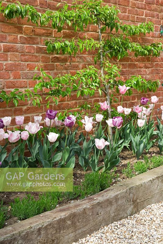 Tulipa 'China Pink', 'Douglas Bader', 'Pink Diamond' et 'Andre Rieu' dans un parterre de fleurs surélevé bordé de traverses de chemin de fer, sous un pommier en espalier - Northend