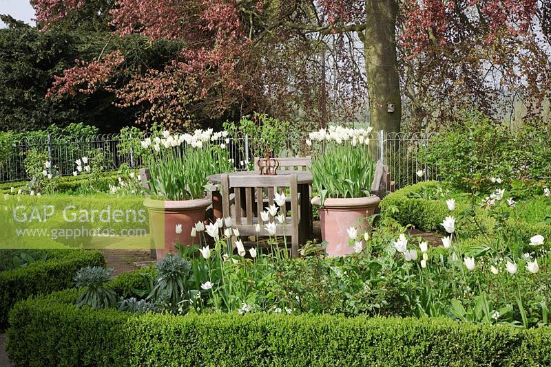 Parterre bordé de Buxus rempli de Tulipa 'White Triumphator' sous un hêtre cuivré, grands pots en terre cuite avec Tulipa 'White Triumphator' - Northend