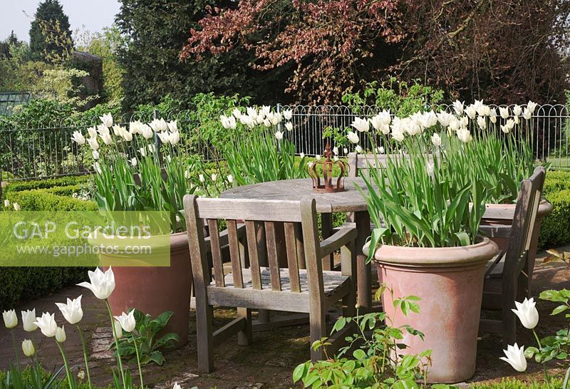 Parterre bordé de Buxus de Tulipa 'White Triumphator' sous un hêtre cuivré, grands pots en terre cuite avec Tulipa 'White Triumphator' - Northend