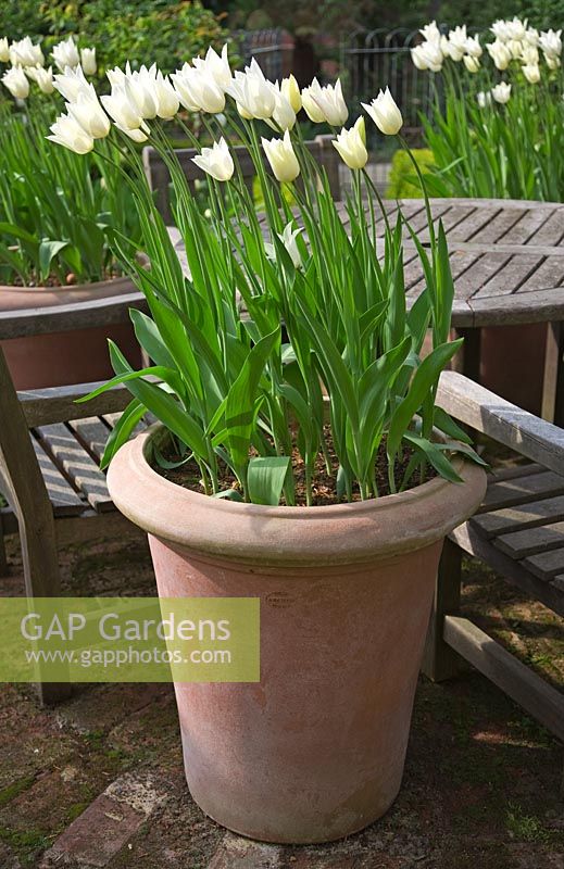 Grands pots en terre cuite avec Tulipa 'White Triumphator' près de table et chaises en bois - Northend