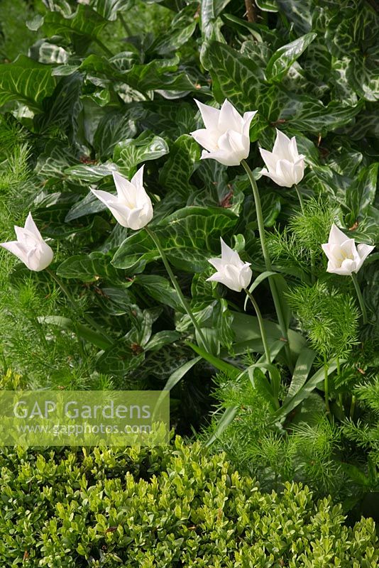 Tulipa 'White Triumphator' dans des parterres bordés de Buxus avec feuillage de nigelle et d'Arum italicum - Northend