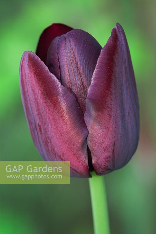Tulipa 'Reine de la nuit' - Northend