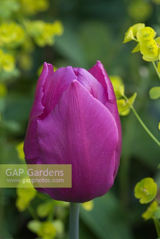 Tulipa 'Purple Prince' et Euphorbia cyparissias - Northend