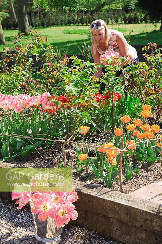 Claire dans le jardin de coupe cueillant Tulipa 'Perroquet abricot' et 'Rococo', 'Orange Princess' et 'Orange Emperor' - Northend