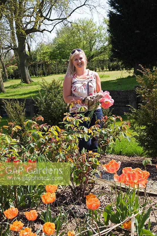 Claire dans le jardin de coupe cueillant Tulipa 'Perroquet abricot' et 'Rococo', 'Orange Princess' et 'Orange Emperor' - Northend