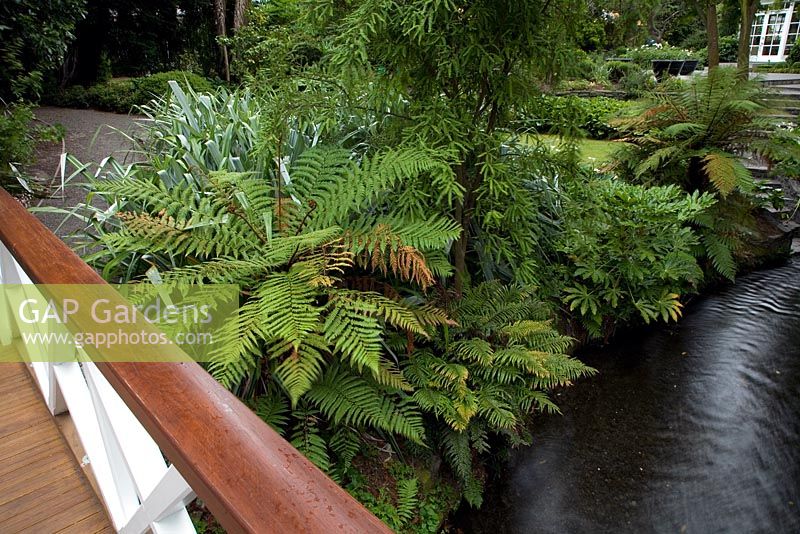 Un pont enjambe le ruisseau Waimairi à Christchurch, Nouvelle-Zélande, avec Astelias argent, Fatsias et Cyathea - fougères arborescentes indigènes de Nouvelle-Zélande sous un arbre Kowhai