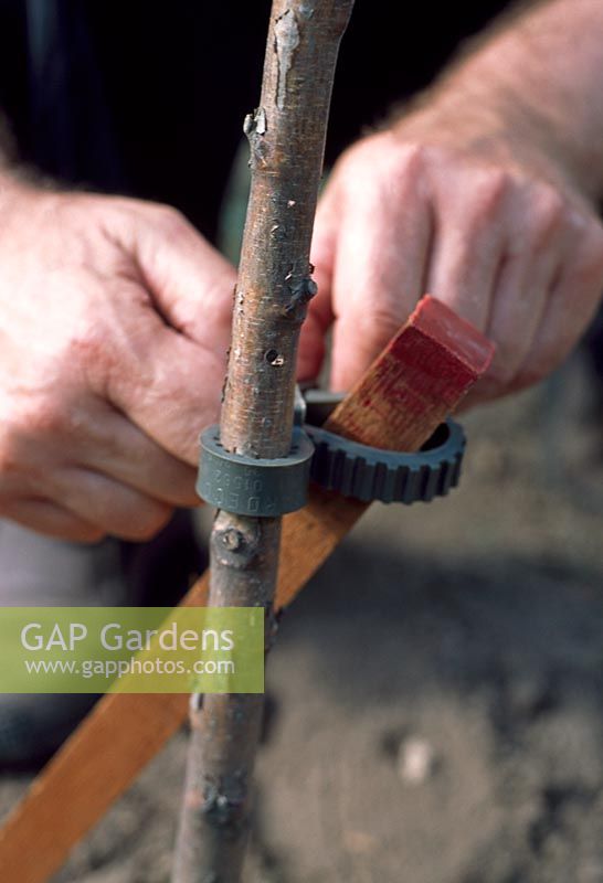 Planter un arbre à racines nues - Utilisez une sangle et un coussin pour maintenir l'arbre fermement en place sur le pieu en bois