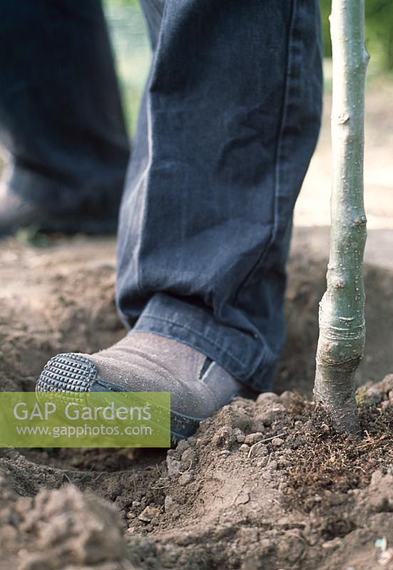 Planter un arbre à racines nues - Ajoutez de la terre et fermez et inclinez bien l'arbre pour éviter les dommages