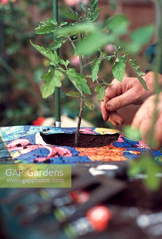 Plantation de plants de tomates. Attachez une boucle de ficelle sans serrer autour de la base du plant de tomate nouvellement planté et attachez-le au support horizontal de la barre transversale, puis attachez-le en place.