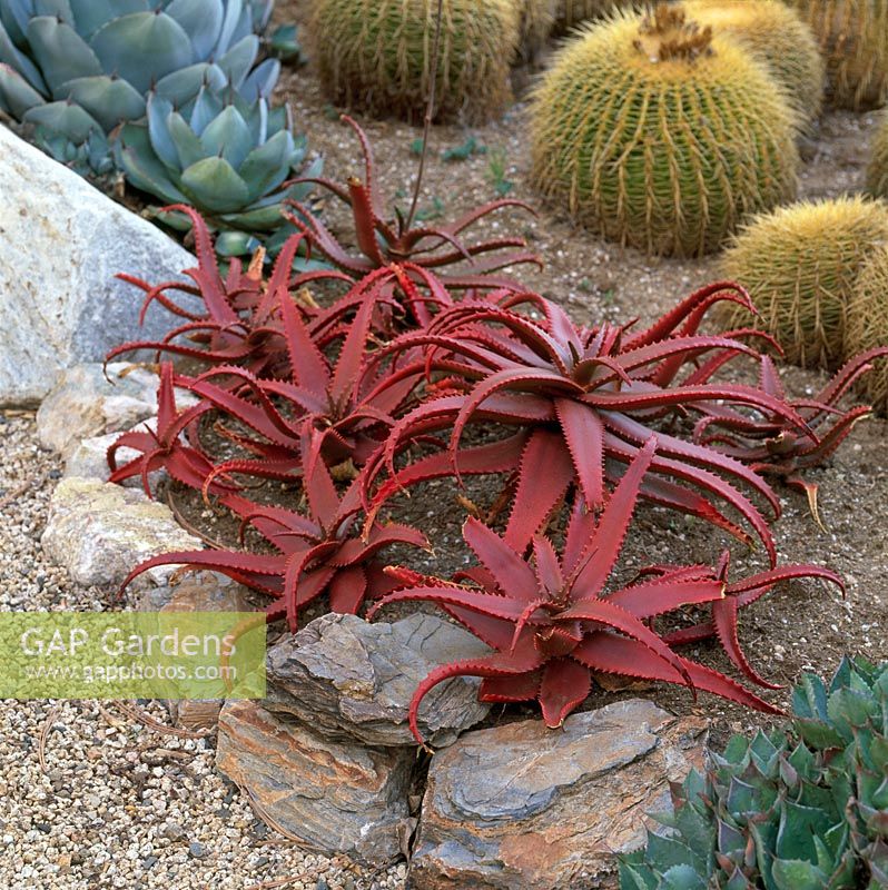 Plantes tolérantes à la sécheresse, y compris l'aloès rouge et Echinocactus grusonii - Barrel Cactus dans Gravel Garden