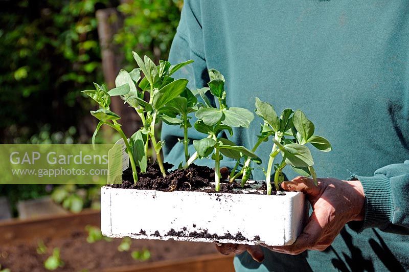 Homme tenant des semis de fèves biologiques 'Bunyards Exhibition' dans un pot en polystyrène
