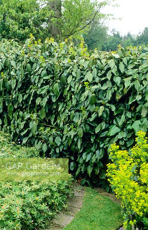 Hedera colchica - Lierre poussant et masquant une clôture grillagée