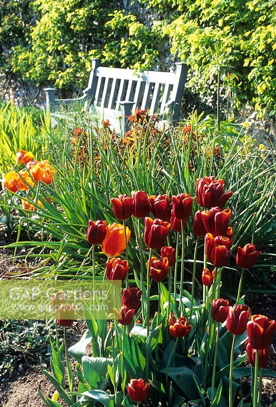 Tulipa dans les parterres de couleurs chaudes au printemps