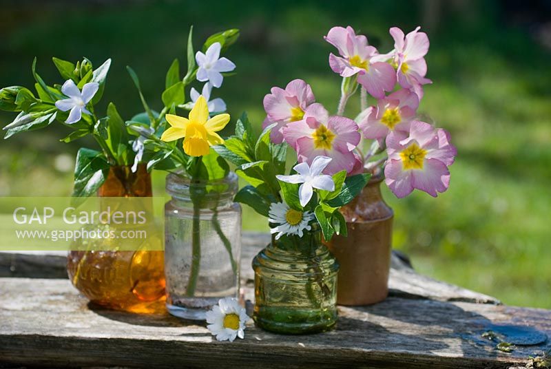 Fleurs de printemps en pots de verre. Primula polyanthus, Narcisse 'Tête à tête' et Vinca.