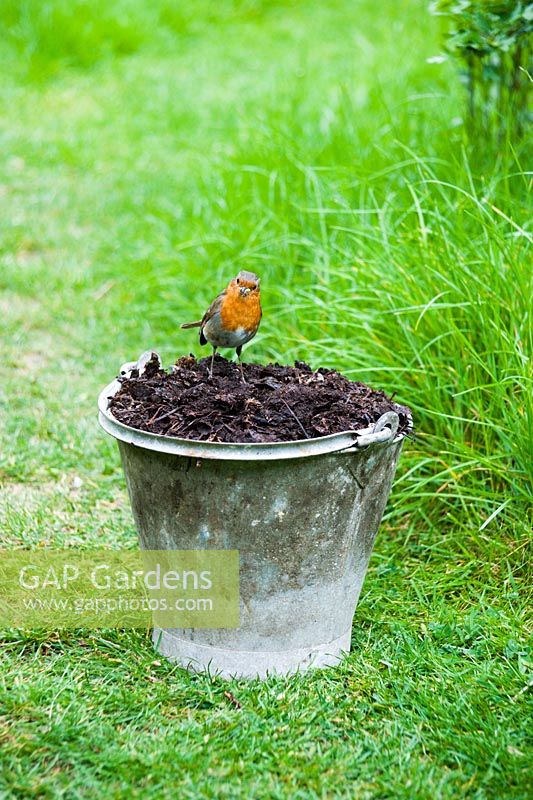 Robin sur seau de compost de jardin