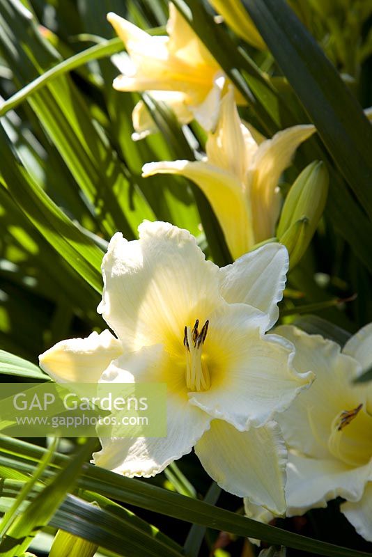 Hemerocallis 'Gentle Shepherd' - Day Lily. Christchurch, Nouvelle-Zélande