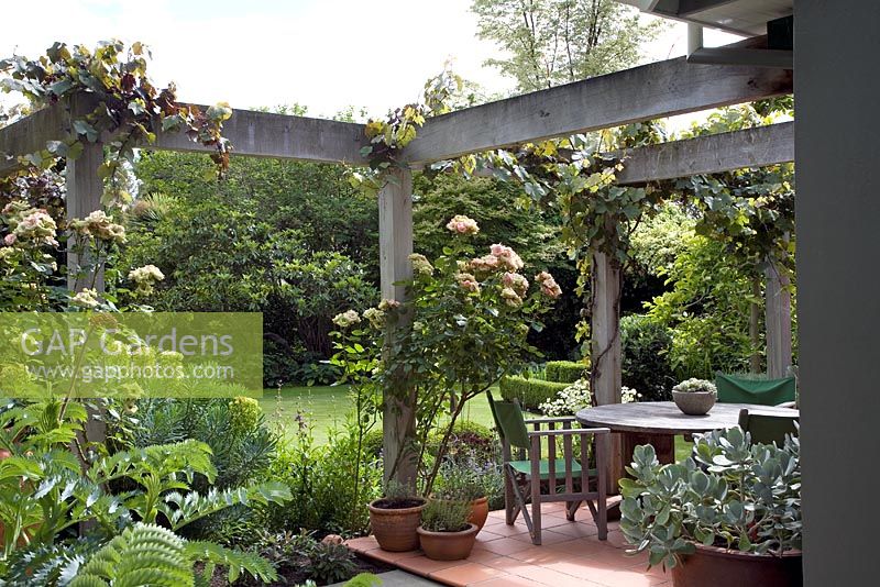 Jardin de campagne et terrasse sous pergola en bois avec Vitis vinifera 'Purpurea' et Rosa 'Greensleeves '. Melianthus en premier plan, Sedum en pot. Christchurch, Nouvelle-Zélande