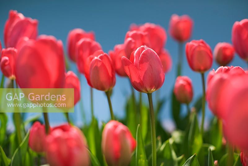 Tulipa 'Apeldoorn'