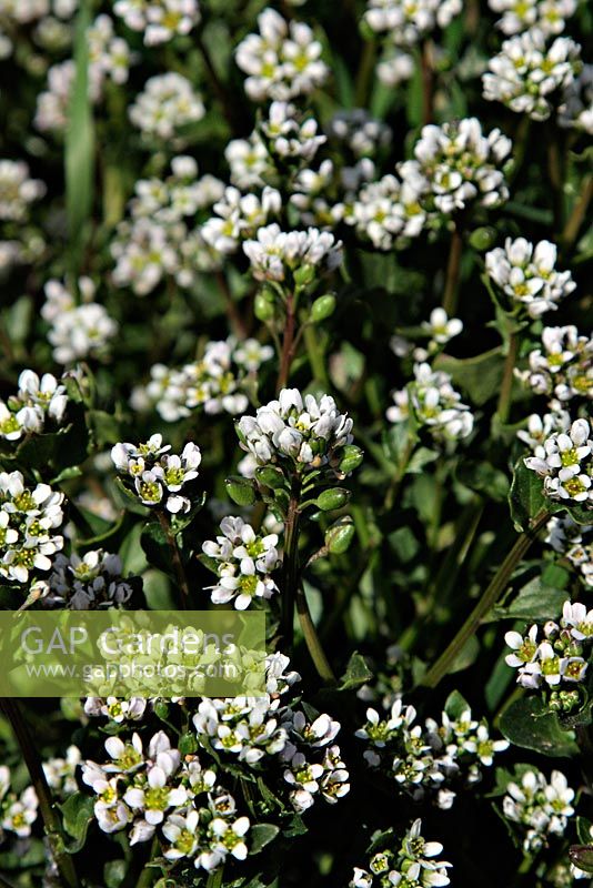 Cochlearia danica - Herbe de scorbut précoce ou herbe de scorbut danoise, prospère dans les conditions routières salées résultant de l'utilisation de sel en hiver