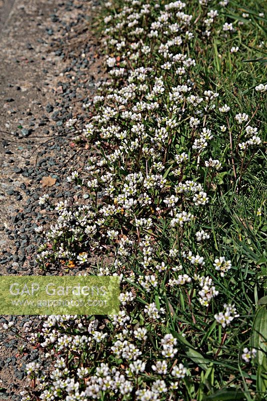 Cochlearia danica - Herbe de scorbut précoce ou herbe de scorbut danoise, prospère dans les conditions routières salées résultant de l'utilisation de sel en hiver