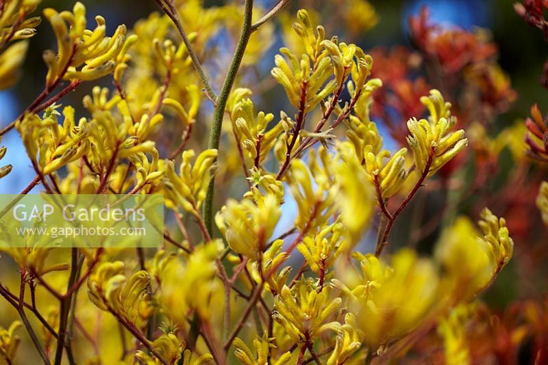 Anigozanthos 'Yellow Gem' - Patte de kangourou, Australie