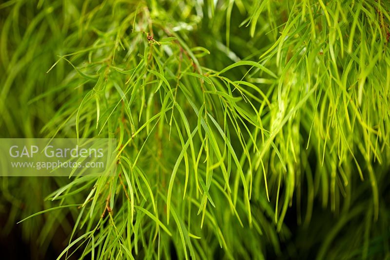 Acacia cognata - 'Lime Magik' syn. 'Limelight' - River Wattle