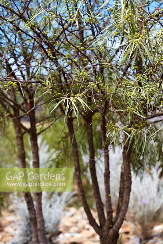Eremophila longifolia - Berrigan. Peut atteindre 7 à 8 mètres de hauteur mais est souvent beaucoup plus petit. Originaire d'Australie.