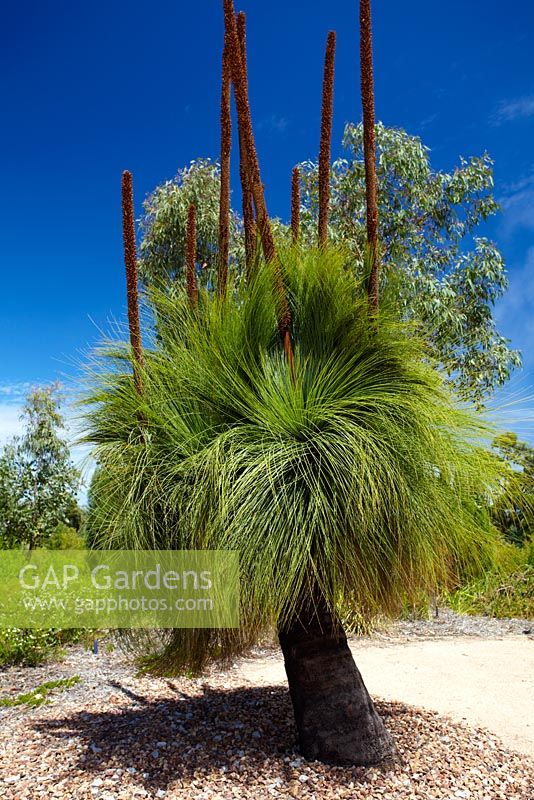 Kingia australis - Kingia, originaire du sud-ouest de l'Australie.