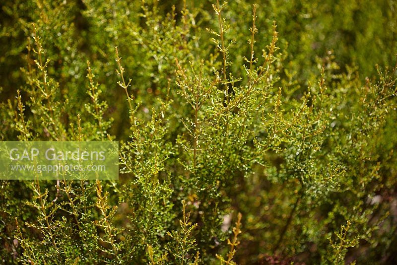 Mirbelia oxylobioides - Mirbelia de montagne. Originaire d'Australie.