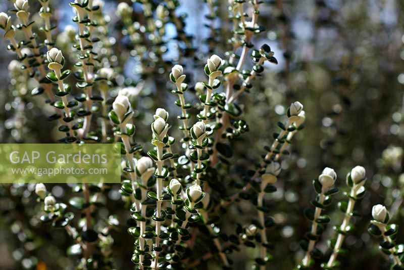 Pimelea nivea (forme côtière) - Fleur de riz. Australien natif.